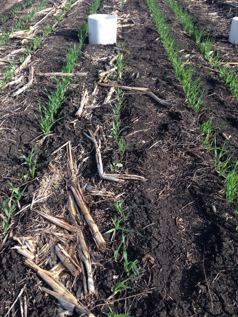 Random traffic (centre row) before planting results in random germination success