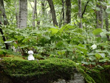 もののけ姫 聖地巡礼 ロケ地 舞台 アニメロケツーリズム巡りの場所や方法を徹底紹介 旅する亜人ちゃん