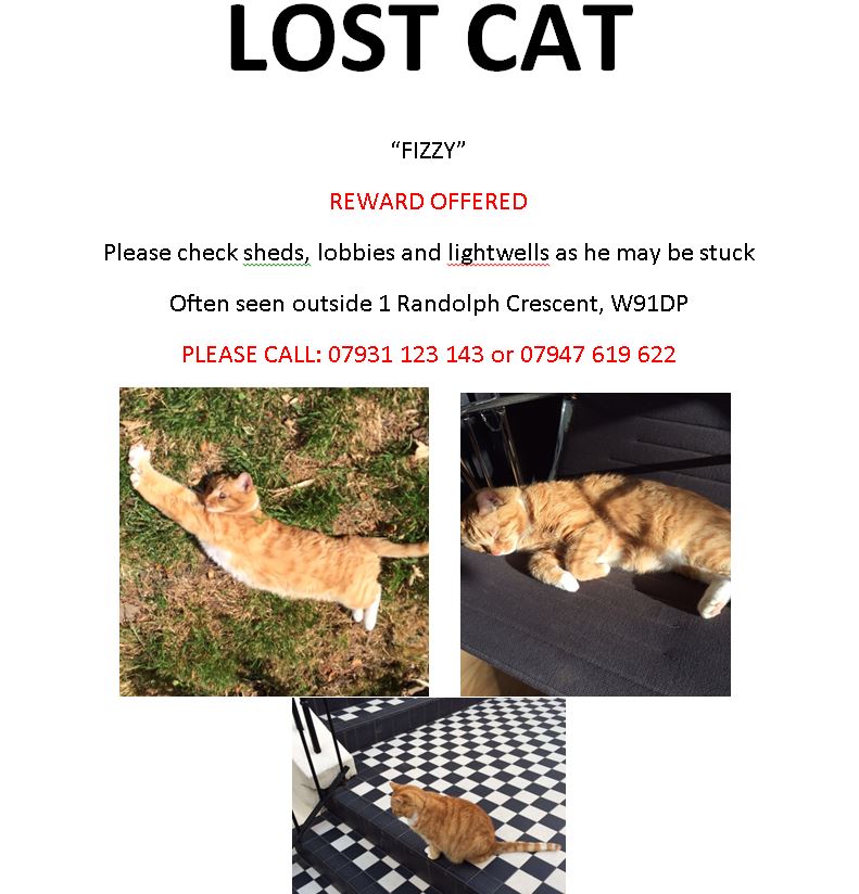 JessePeacock's tweet photo. Lost Cat please help :( #FindFizz #w9 #maidavale https://t.co/KOzsyKRClw