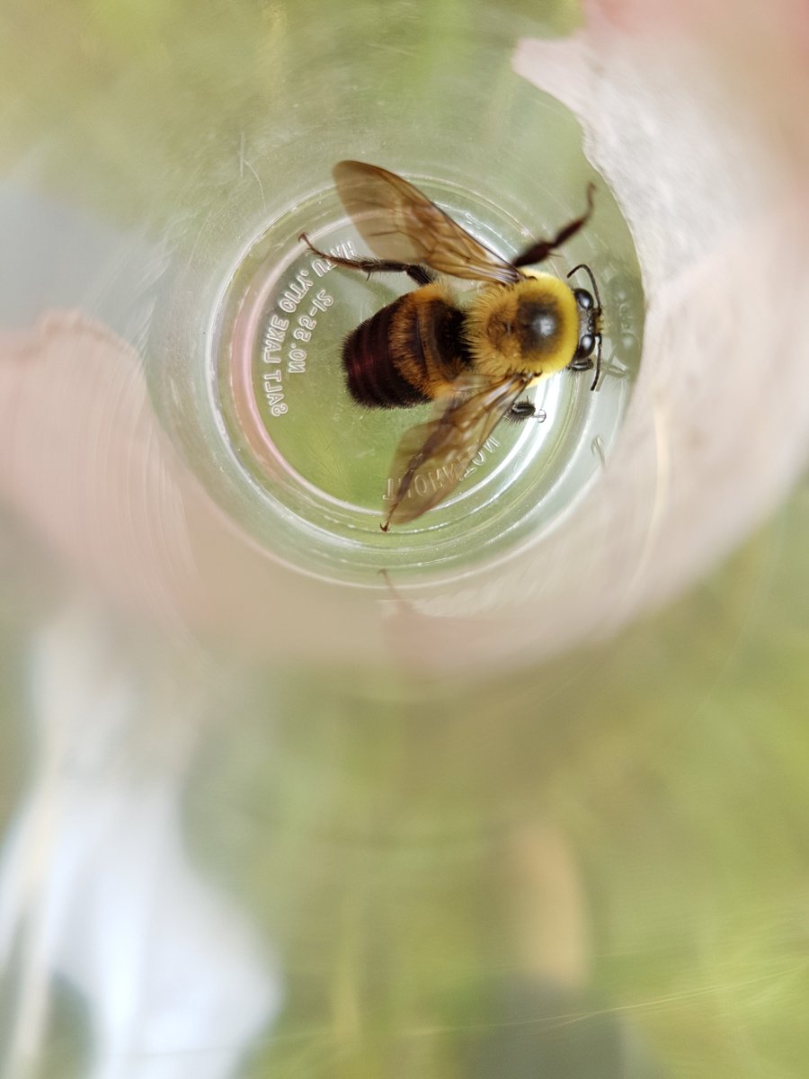 TRCA_Outreach's tweet photo. This month CYC volunteers participated in the Bumble Bee Watch to collect data on these crucial pollinators #TRCACYC https://t.co/moTmHiLld3