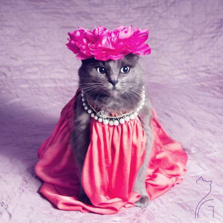 Mundo_Gatos's tweet photo. El gato con más glamour de Instagram - https://t.co/N2gc9wCPnE https://t.co/xPkKVzrEPF