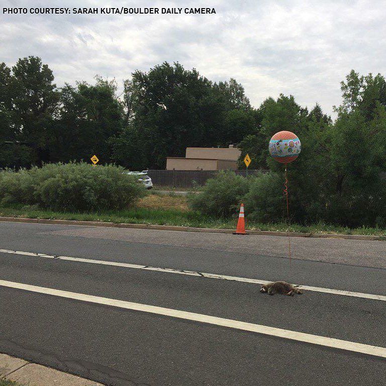 9NEWS's tweet photo. Meanwhile, in Boulder, someone has tied a "Get Well Soon" balloon to a dead raccoon. (h/t … https://t.co/ecK8MdFLRa https://t.co/KzxXmtq9qK