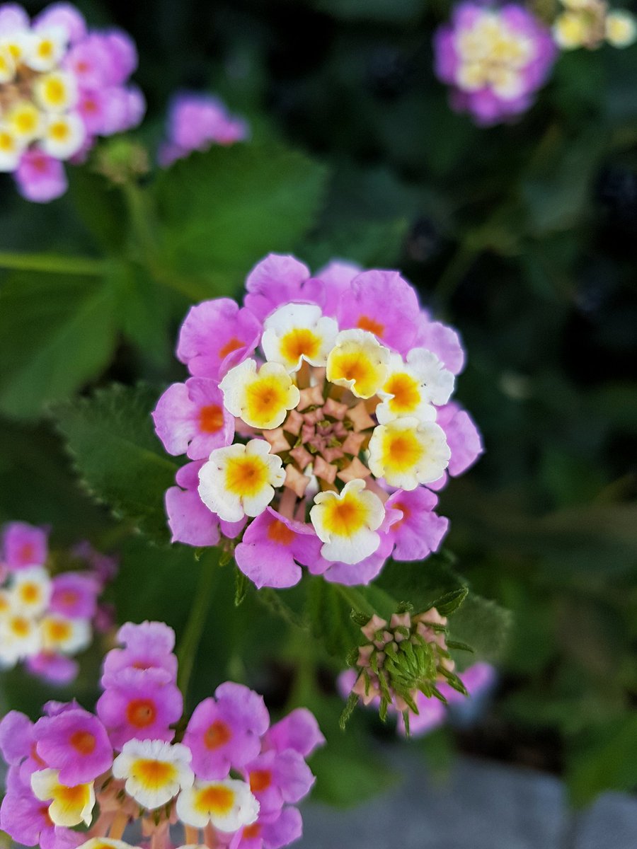 LesleyAtterwill's tweet photo. ππβ€Happy Friday folks... Hope it's a good one! #FridayFlowerDay https://t.co/ah5zNgE2x7
