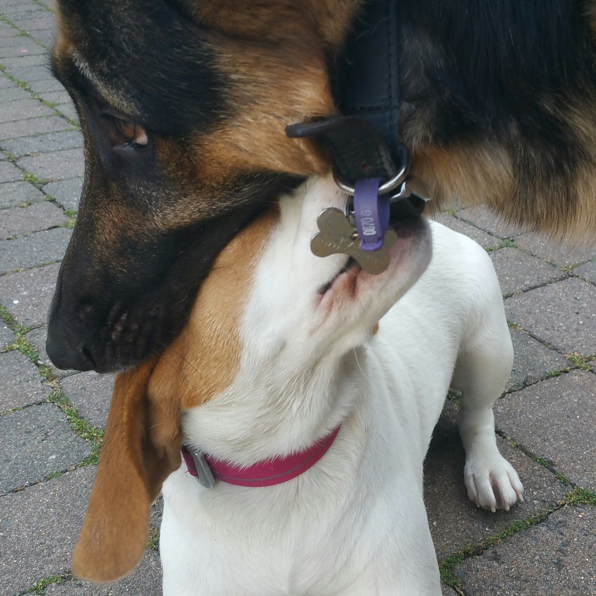 charleyswoof's tweet photo. If I can just keep hold of Kals @squiffyshampton collar he won't be able to swallow me whole #germanshepard #beagle https://t.co/d9Ha6sBk29