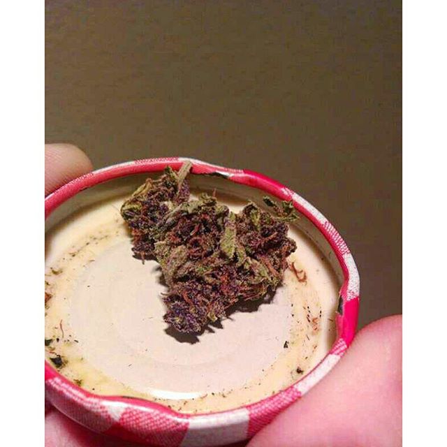 delamere_ruby's tweet image. Purp alert!