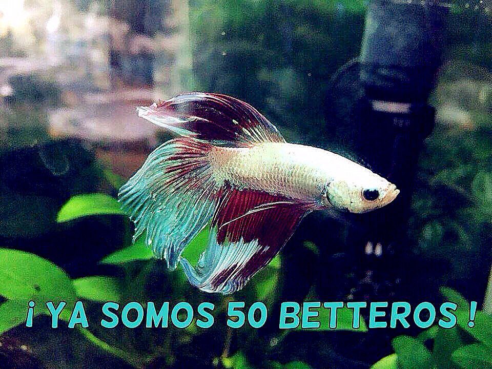 BettaBlogES's tweet image. !Ya somos 50 #betteros! Muchas gracias y que paséis un #FelizViernes 😁😁