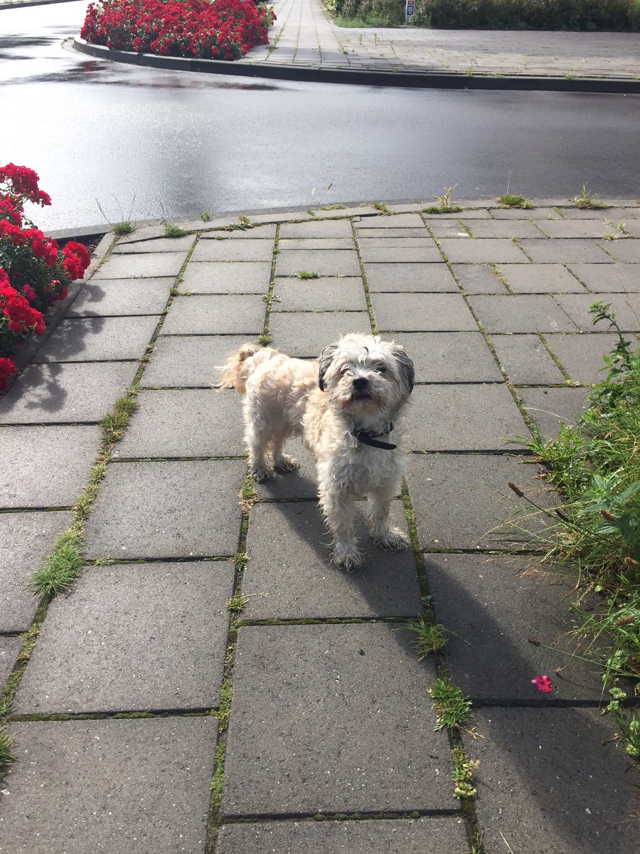 Iemand #hond #vermist ? #Heerenveen