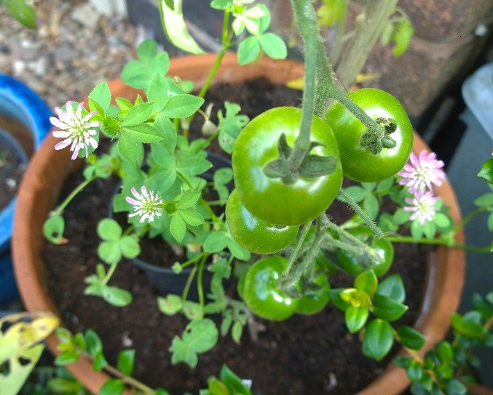 JCGardener's tweet image. Loving @nickykylegarden's #ATomatoADay. Mine are diverse but still green. Can I cheat and post previous years'? 🍅