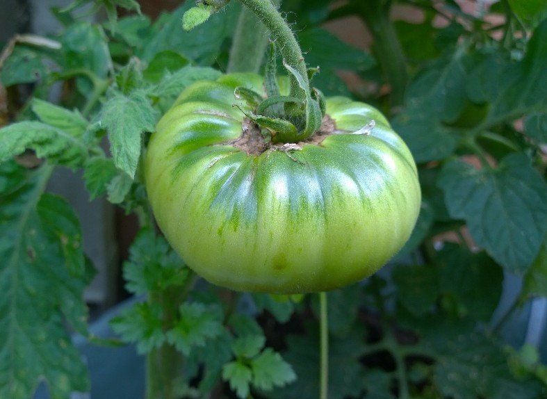 JCGardener's tweet image. Loving @nickykylegarden's #ATomatoADay. Mine are diverse but still green. Can I cheat and post previous years'? 🍅