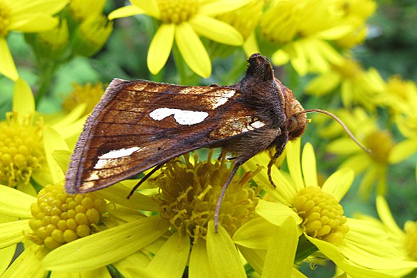KeeleNatHist's tweet photo. The Gold Spot in #keelemothtrap today. Here sitting on Ragwort. https://t.co/Ixw2CzpXkQ