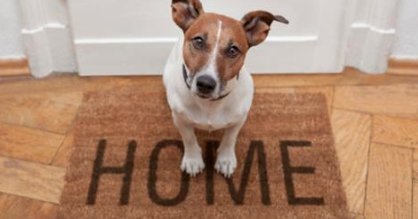 RT /  Comment préparer mon #chien à mon absence ? 🐶 ➡ bit.ly/2b7tFT9 
 by <a href="/NotreTemps/">Notre Temps</a>