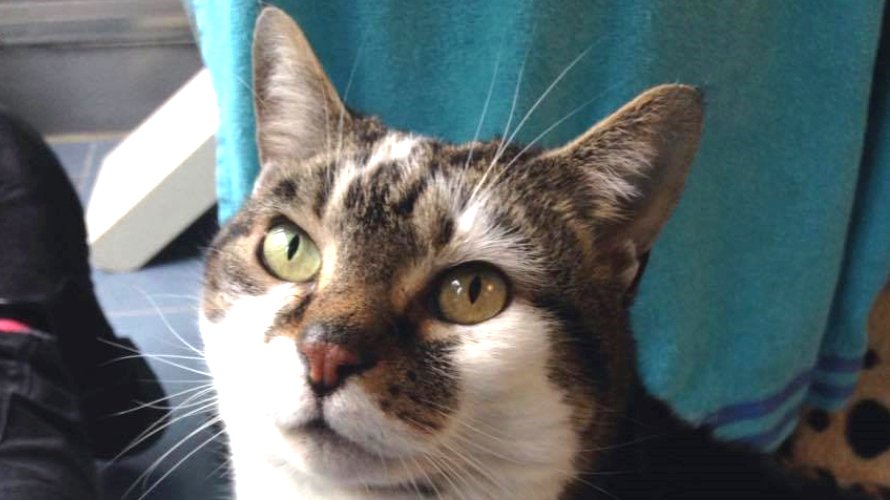 Battersea_ tweet picture