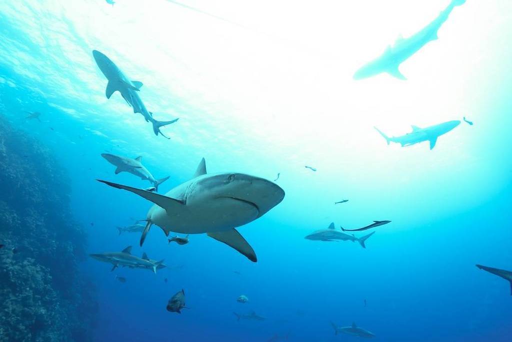 islandjems's tweet photo. da na.... da na.... Dun dun dun dun DUN DUN DUN DUN
@mikeballdive #exploreTNQ #thisisqueen… https://t.co/aMUFXGfaDa https://t.co/YX0qqNkOHr
