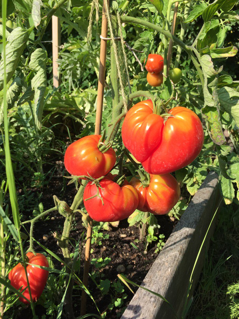 PannonianGarden's tweet image. #ATomatoADay