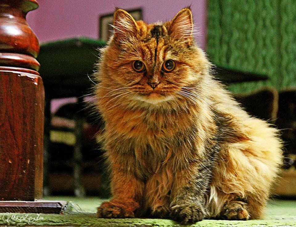 ZaeemZia's tweet photo. Minou is a grown up now-
#ThatFur #Minou #Gilgit #GilgitBaltistan https://t.co/NSQLm56i9m
