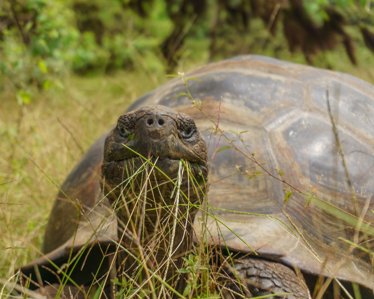 Scaling of movement characteristics in #Galapagos #tortoises by Bastille-Rousseau et al. onlinelibrary.wiley.com/doi/10.1111/13…