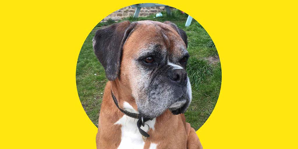 WeLovedDylan's tweet photo. The #CloneDogs born from Dylan have ARRIVED in the #UK! https://t.co/flulgFHyDs