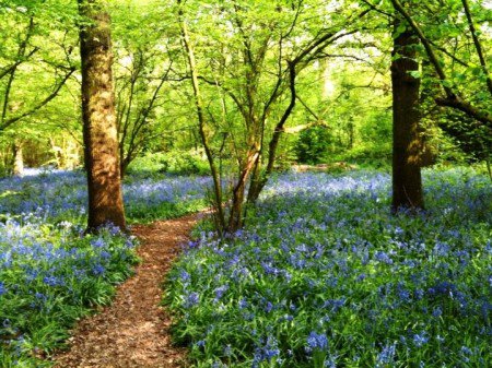 Time amongst the trees has a proven positive impact on reducing stress levels &amp; wards off depression #BaseCamp #Fact