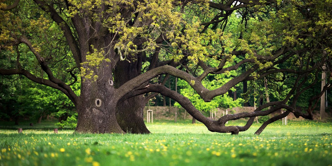 #OutdoorFacts: A mature tree can produce 260 pounds of oxygen a year. Thats enough annual oxygen to support 2 people