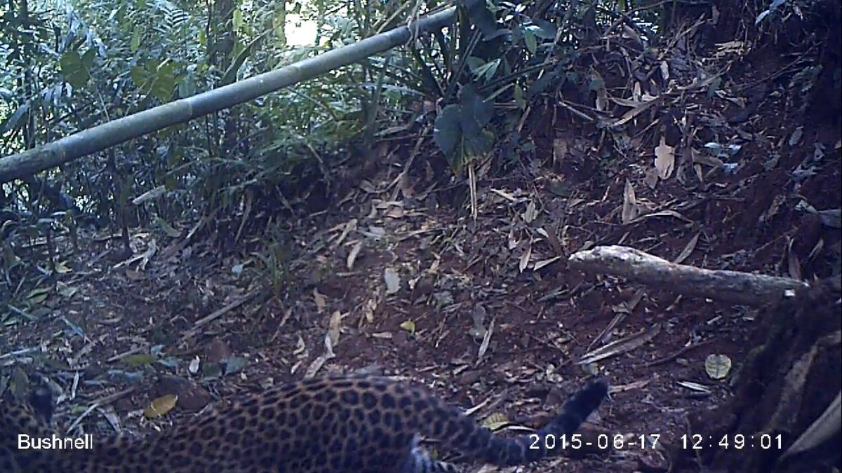 swaraOwa's tweet photo. an image and video from our study site #Javanleopard.#cameratrap #javangibbon #wildhabitat
https://t.co/UtRjJazkCY https://t.co/JEiOdsdFjj