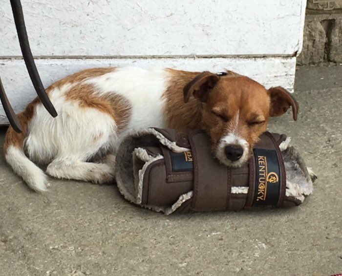 It's not just the horses who love Kentucky boots .... Coco says they make a great pillow 😂🐶💞😴
