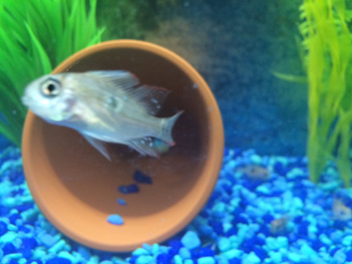 JoshLMusic's tweet photo. @BigAlsAquarium @BigAls_Pets Hey guys wondering if this is Ich on my Rams or just their normal pattern? https://t.co/s8rrqptsr0