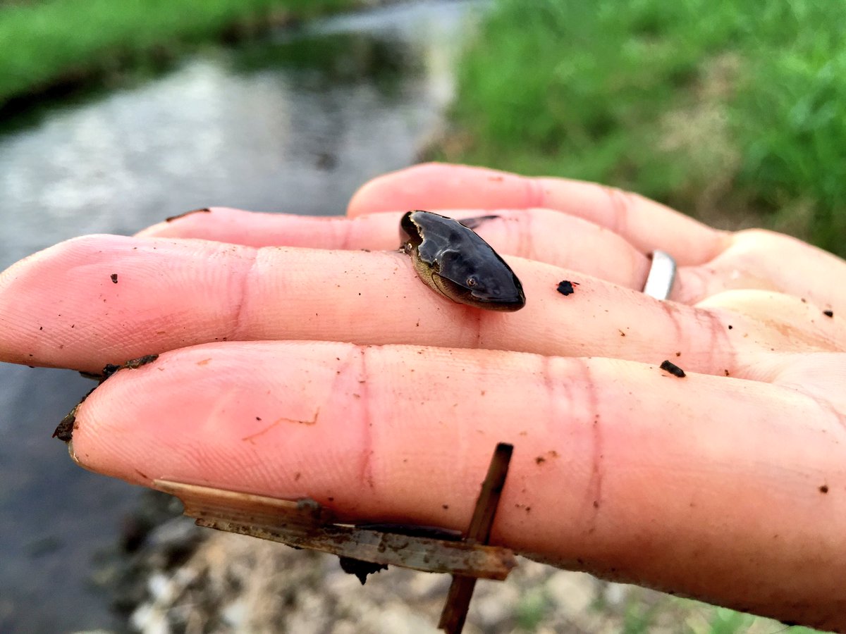 ガサガサ隊長 En Twitter 愛嬌が売りです ナマズの赤ちゃん ガサガサ 水辺の生き物 淡水魚 両生類 爬虫類 水草 ビオトープ 環境学習 環境教育 川の幼稚園 ナマズ 赤ちゃん