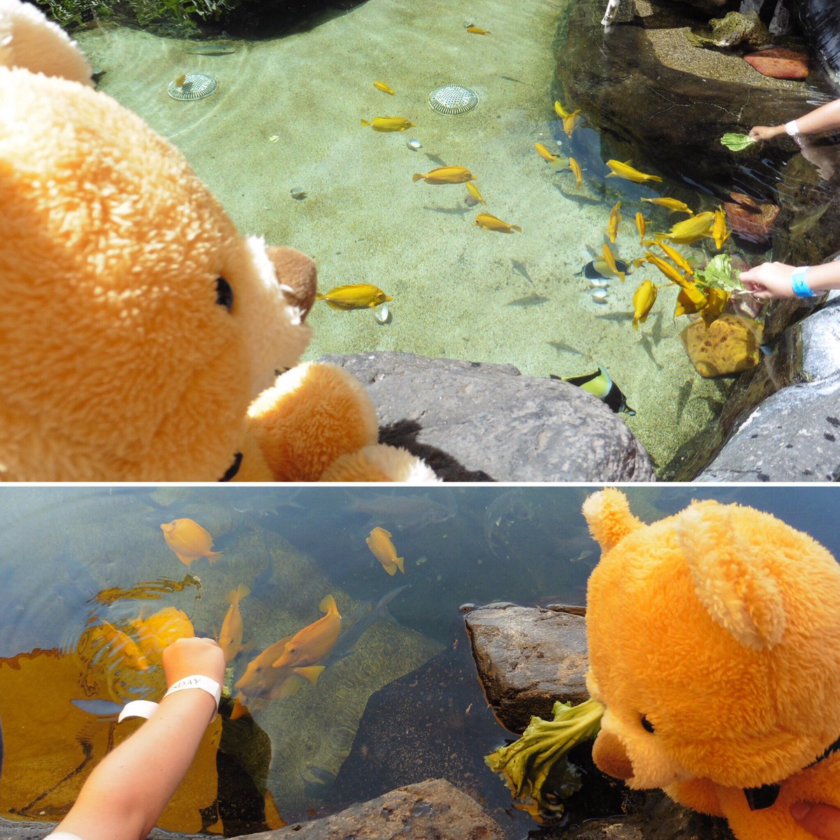 ট ইট র タカラトミー ハッピー ああやってはっぱのごはんをあげるとよって あれ こないなぁ 私 魚たちに確実に怪しがられている しゃべくり散歩