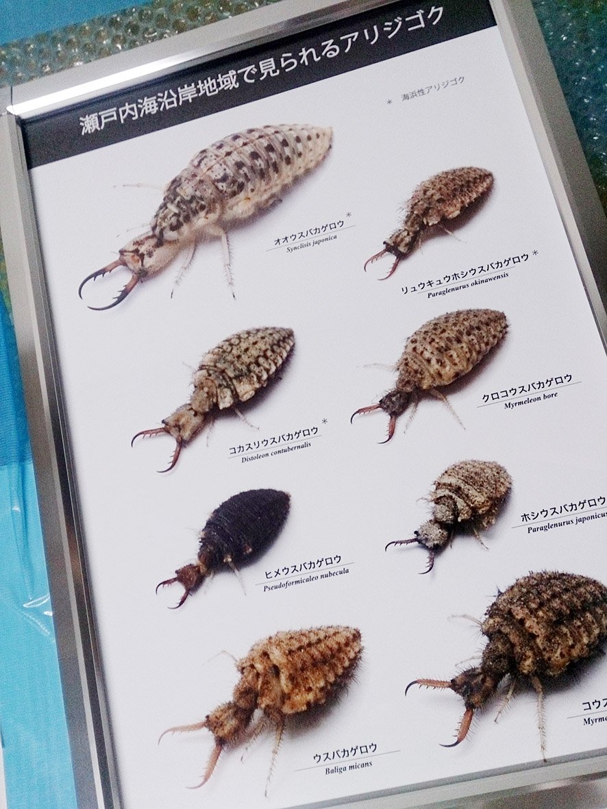 Rikio Matsumoto Rikiom 16年08月 Twilog