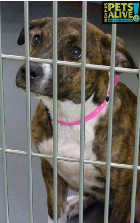 reddogsusie's tweet photo. #TN #MEMPHIS #ADOPT #FOSTER #RESCUE
🆘🆘5mo F #puppy #pittie mix TO BE KILLED 6/8 NOT BEING SEEN! A baby! #A289264 https://t.co/bwBKWahnZ7