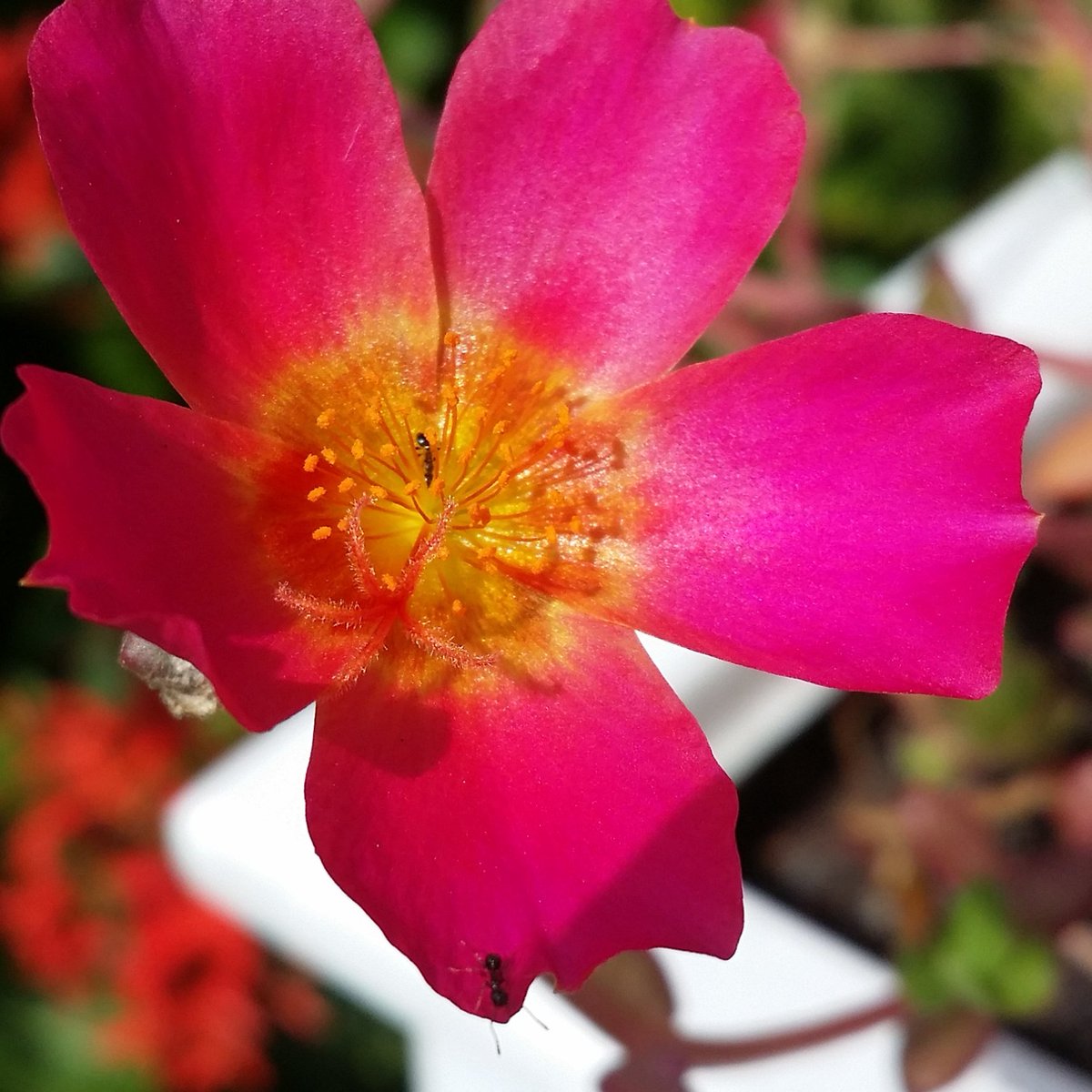 Have a beautiful Friday #TGIF #mossrose #hialeah #miami