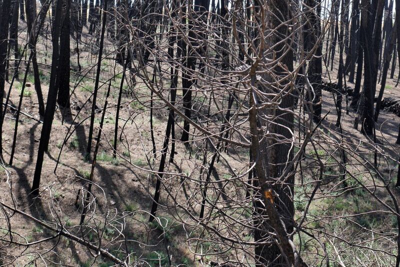 EFEverde's tweet photo. #WWF pide un cambio en las políticas de prevención de #incendiosforestales https://t.co/e68JxyxkbL vía @EFEverde https://t.co/ADow8c6CYU