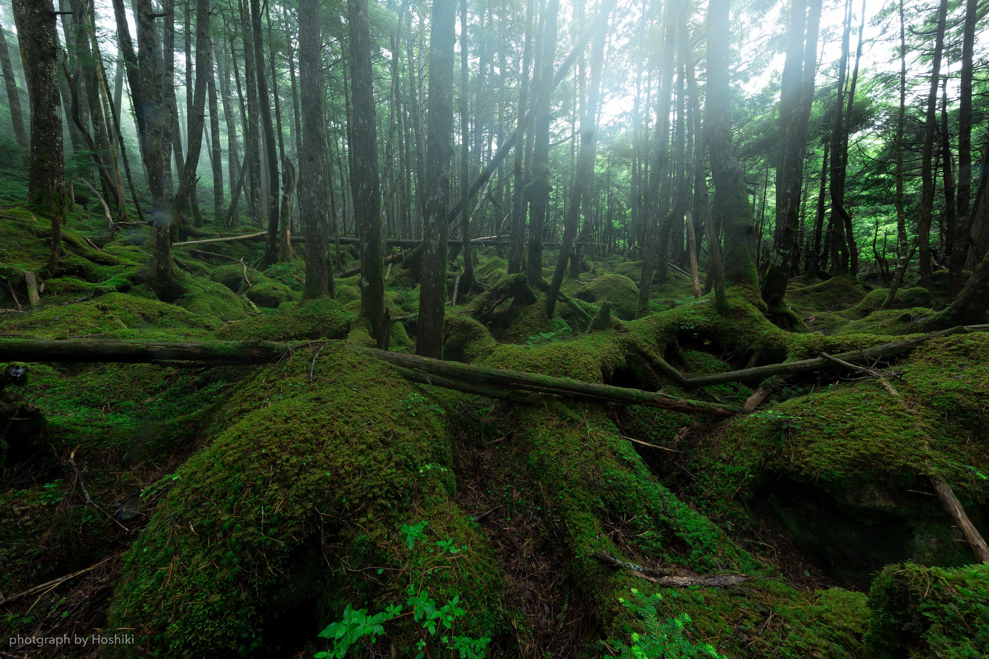 Hoshiki S もののけ姫ということで 長野県 白駒池周辺の もののけの森 屋久島はもののけ姫の舞台で有名ですが長野にも もののけ姫 の世界に迷い込んだ様な場所がありました 梅雨明けの今が一番綺麗な時期です ファインダー越しの私の世界 T
