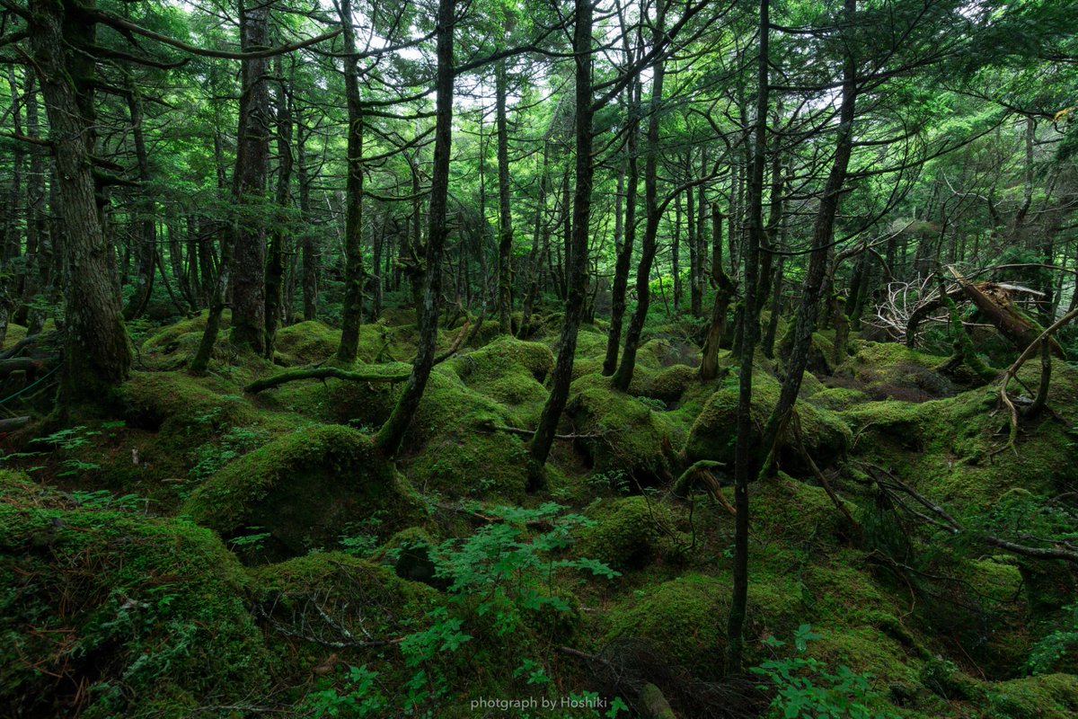 Hoshiki S No Twitter もののけ姫ということで 長野県 白駒池周辺の もののけの森 屋久島はもののけ姫の舞台 で有名ですが長野にも もののけ姫 の世界に迷い込んだ様な場所がありました 梅雨明けの今が一番綺麗な時期です ファインダー越しの私の世界