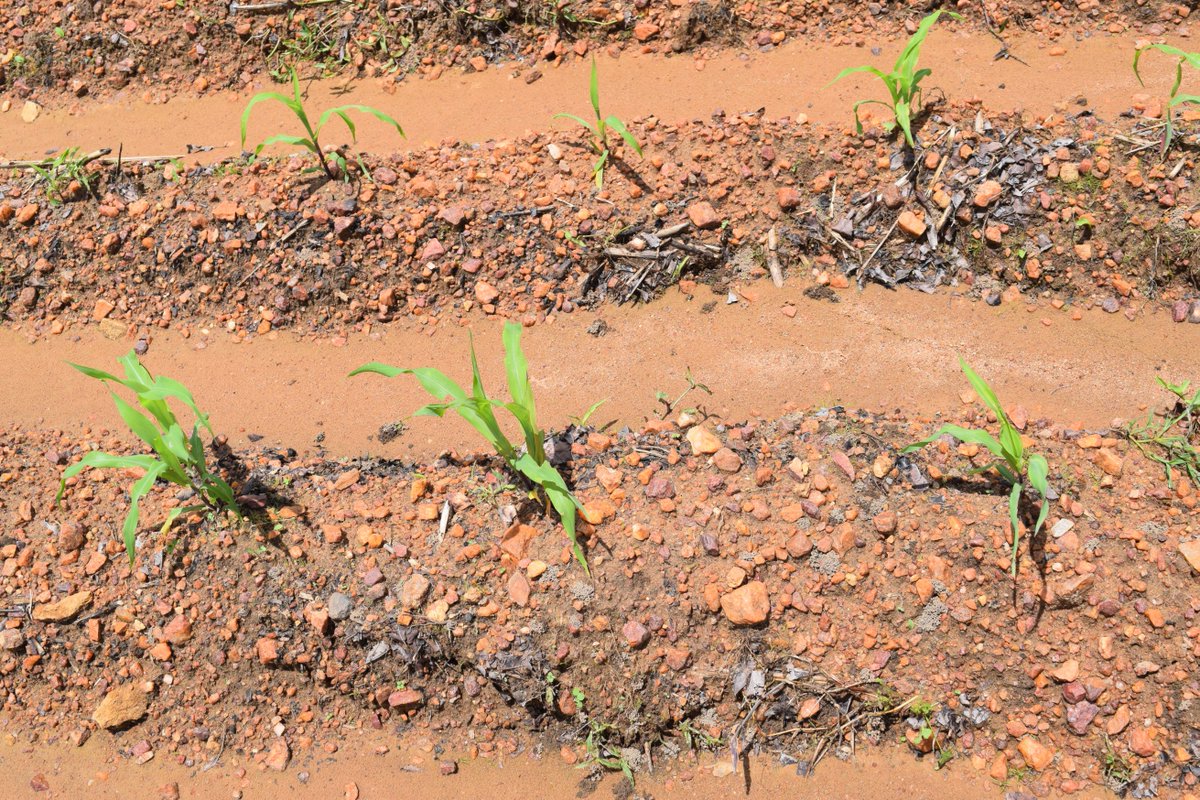 akomagh's tweet photo. The time to plant is indeed today - disobey the rocks - no excuses #naturesbestchoices @AkomaSkincare @angusklufio https://t.co/kqoLhVtrkt