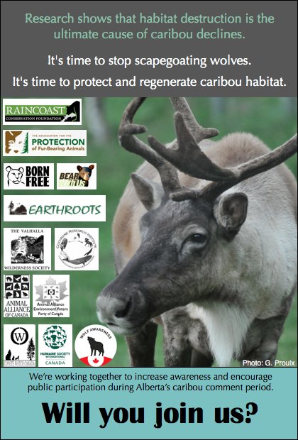 FurBearers's tweet photo. Pls tell #Alberta #abpoli that #Caribou need #ForestsNotFences and #NoWolfCull Comment: https://t.co/Feg6Zst8L3 https://t.co/OdnaXd9XyH