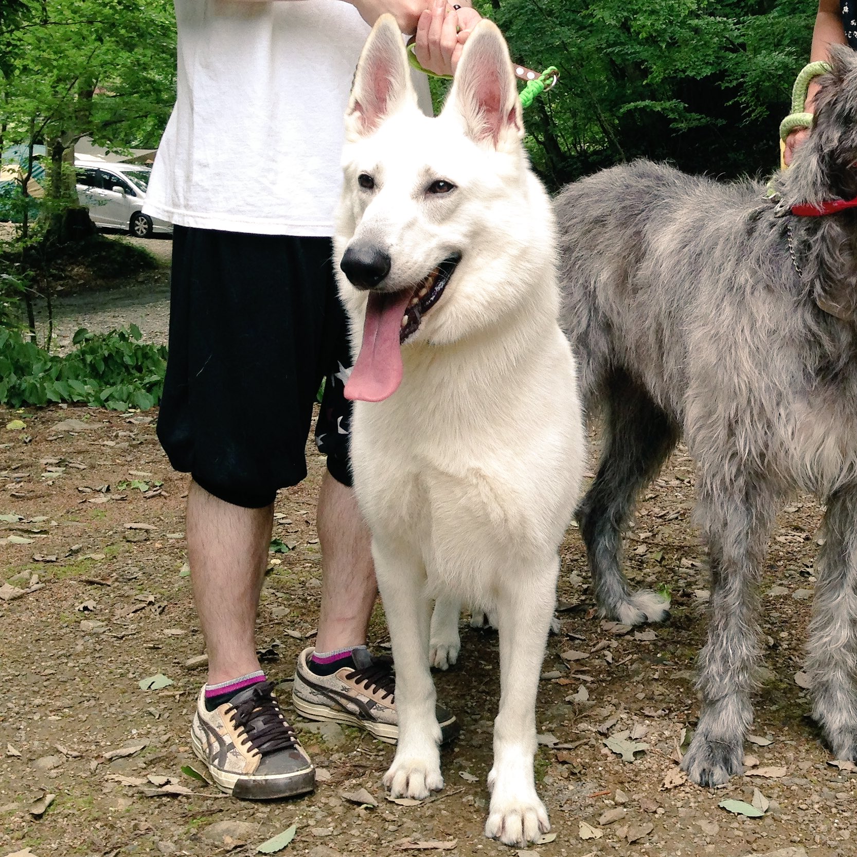 White Lab もののけ姫の山犬のモデルは ホワイトシェパードという犬種です 宮崎駿監督がこの犬種を見て 思いついたようです まぁ今まで見た中でうちの子が 1番かっこいいけど ジブリ もののけ姫 金曜ロードショー ホワイトシェパード