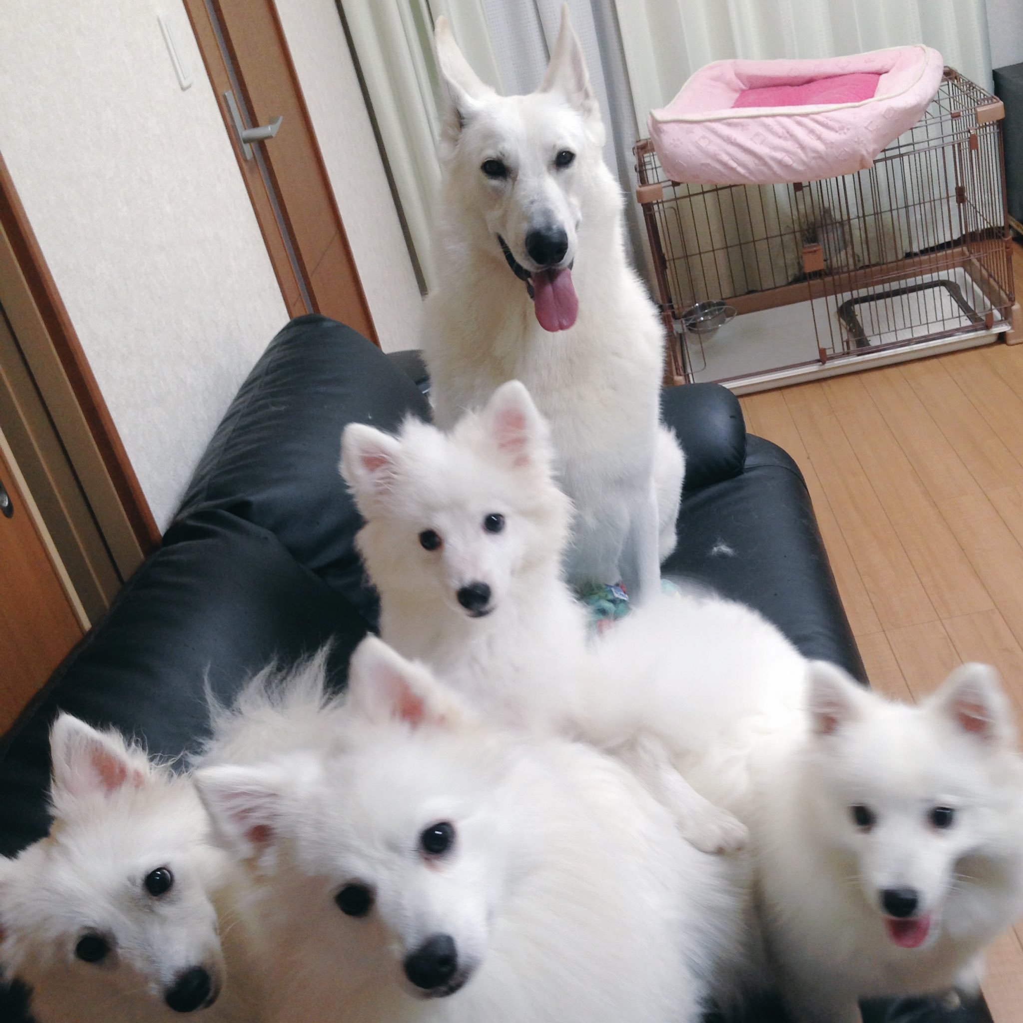 White Lab もののけ姫の山犬のモデルは ホワイトシェパードという犬種です 宮崎駿監督がこの犬種を見て 思いついたようです まぁ今まで見た中でうちの子が 1番かっこいいけど ジブリ もののけ姫 金曜ロードショー ホワイトシェパード T Co