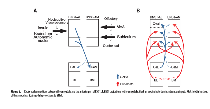 SfNJournals's tweet photo. This #DualPerspectives paper analyzes the amygdala-BNST model for fear and anxiety https://t.co/ypmLXKas5Q https://t.co/Wm6a6u43tx