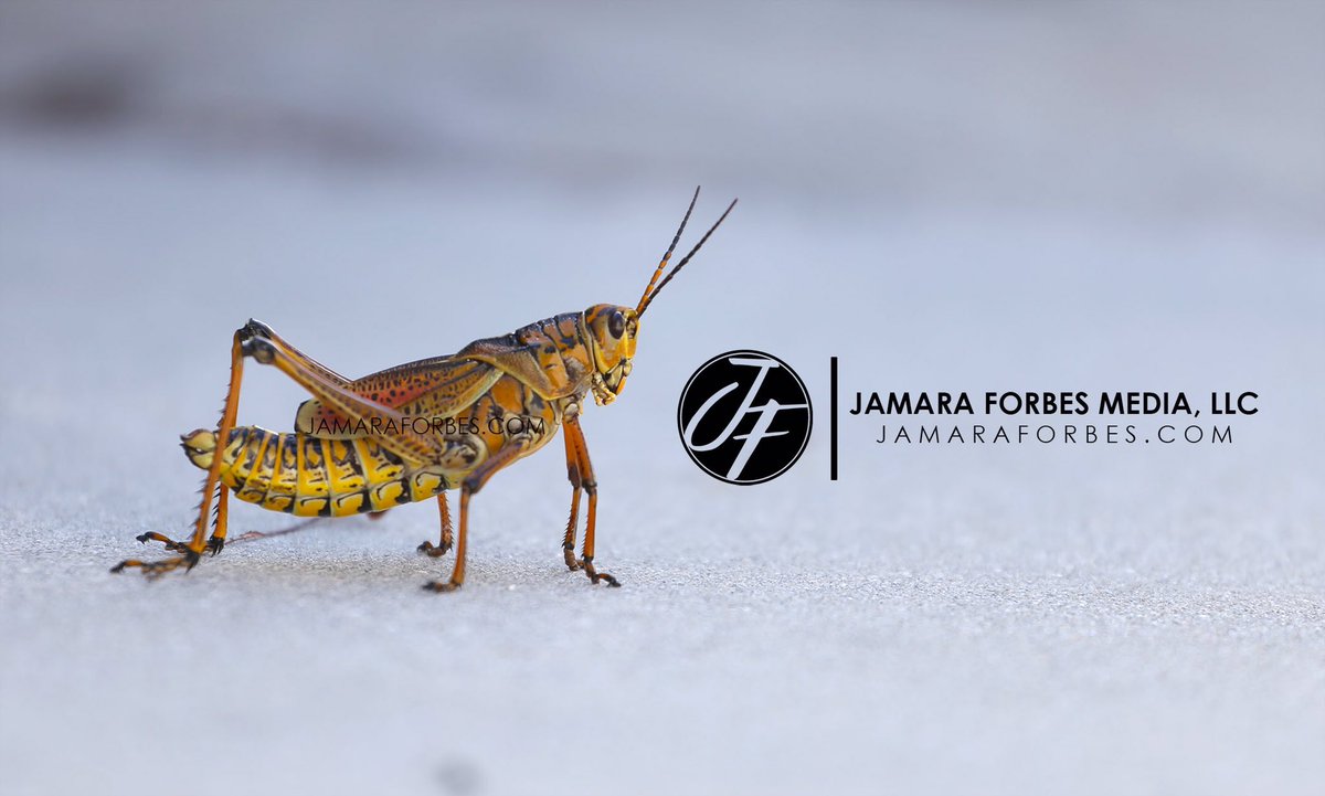 JamaraForbes's tweet photo. Here's a spontaneous capture from yesterday afternoon! #jamaraforbesmefia https://t.co/aU6bqpJ4cl