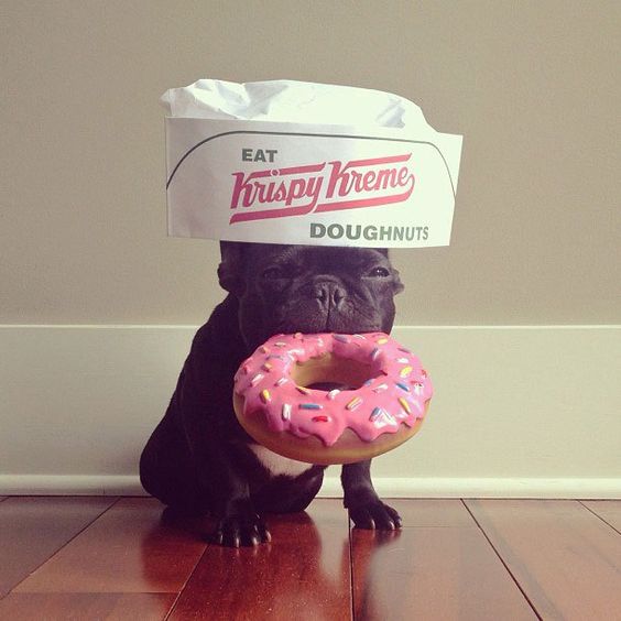 PetSTEP1's tweet photo. Doughnuts happening this weekend? @krispykreme @sonyayu https://t.co/KAYG24v9bv