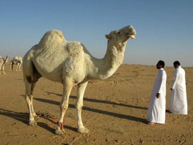 Camello de Arabia (Dromedario) | Fotos, características y diferencias entre camello… animalesmascotas.com/camello/