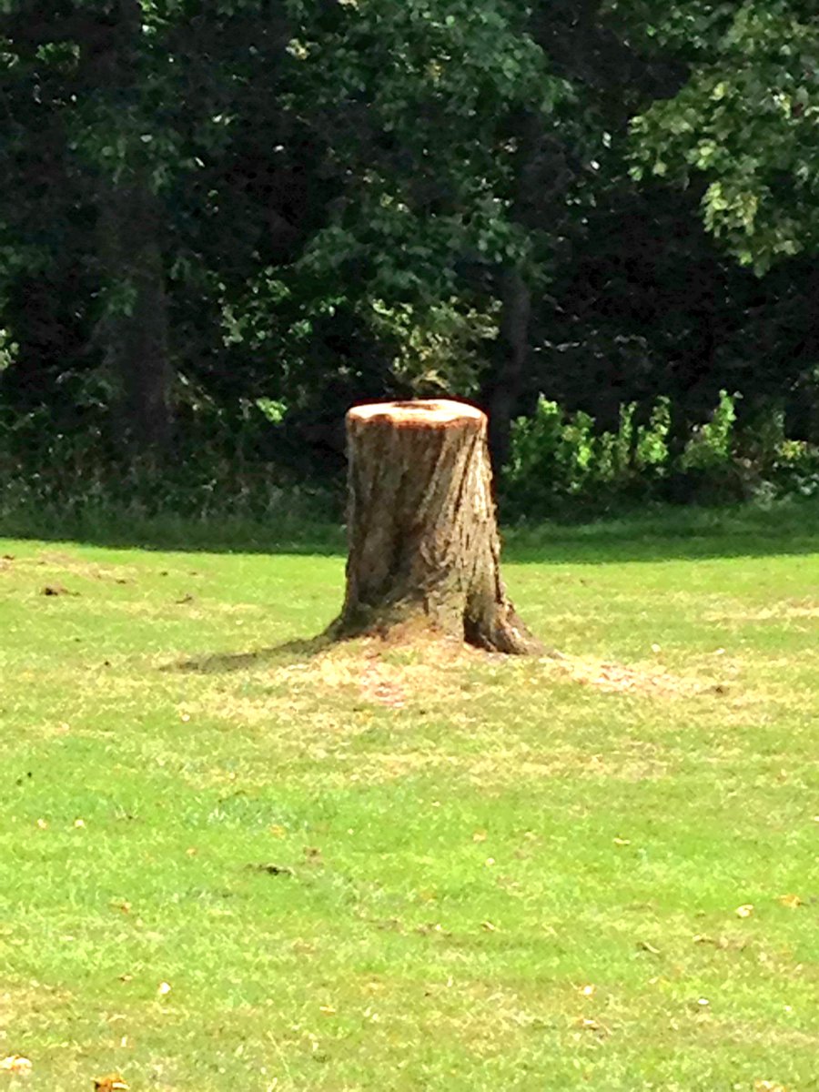 Dan_Nolan_1's tweet image. @WaterlowPark what happened ? #TreeGone