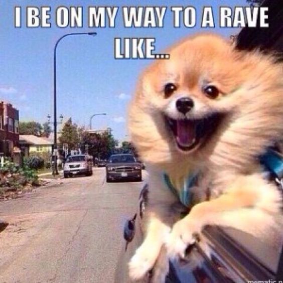 dropshades's tweet photo. I be on my way to a #rave like... haha this happen to anyone? #party #dropshades  #party #awesome #puppy #rave #meme https://t.co/VcKlzCr0jP