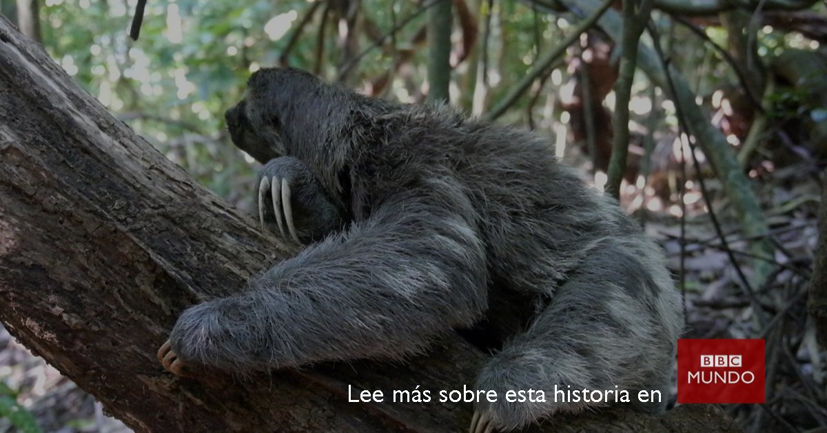 bbcmundo's tweet photo. En la villa olímpica habitan serpientes pitón y cocodrilos entre otros animales silvestres https://t.co/JrtaElqWCs https://t.co/ia7iwIX6sF