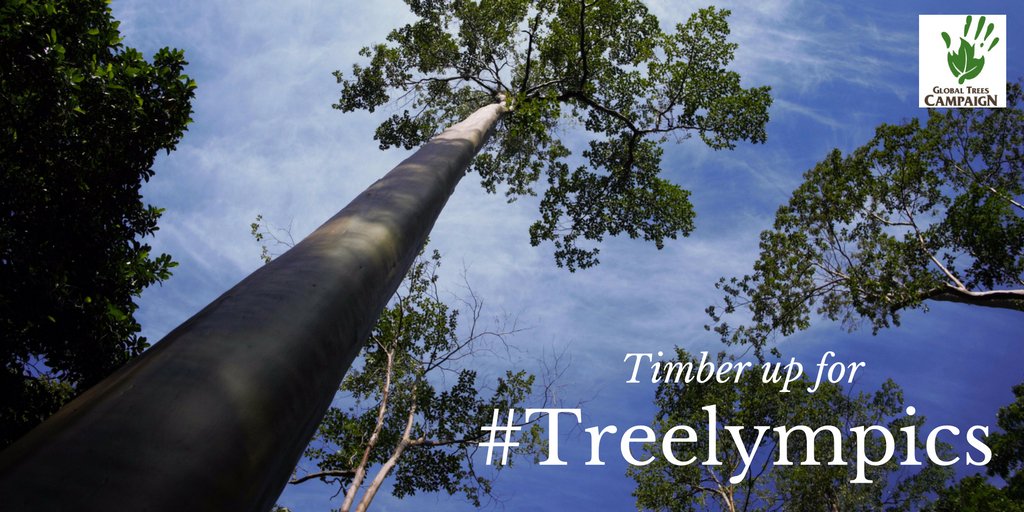 globaltrees's tweet photo. We're celebrating the Olympics! Get to know your Brazilian trees & sport/tree related trivia #treelympics #Rio2016 https://t.co/S8z1LyG1aO