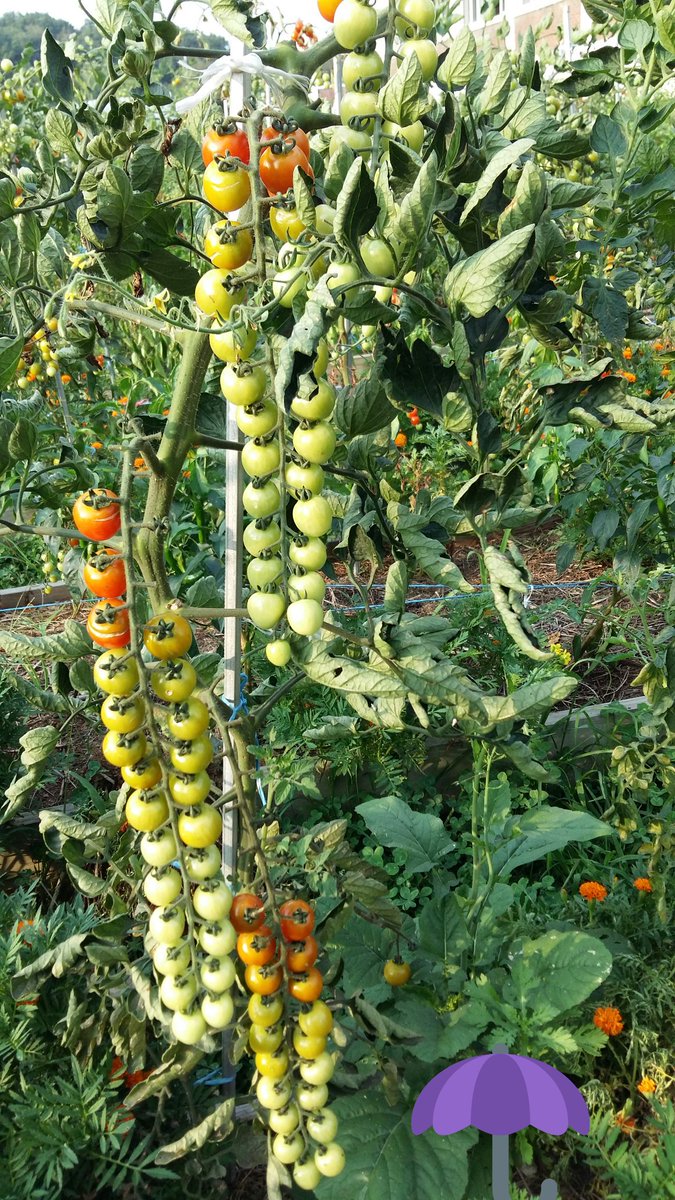 농사는  하늘의 마음이다