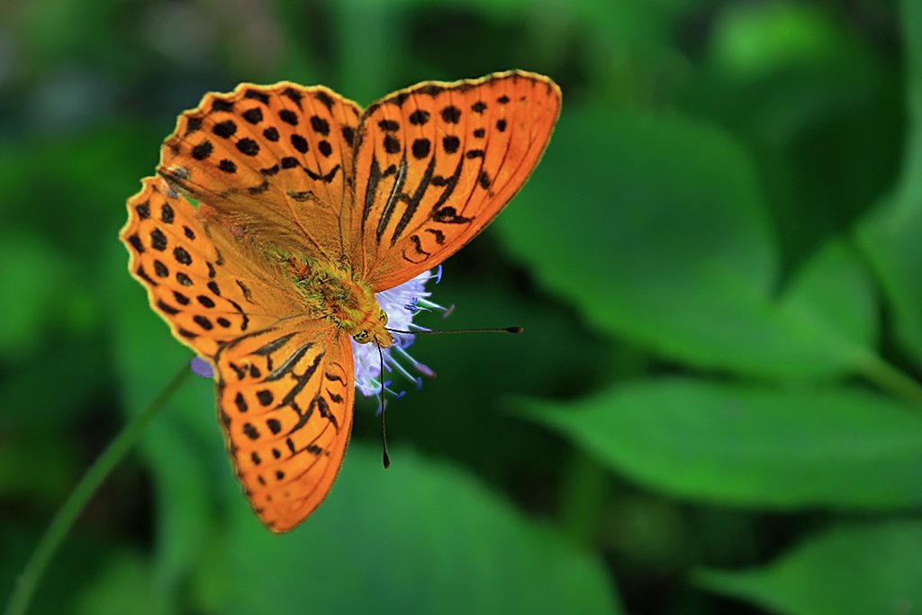 It was sitting so still :-) used the photo for a new greeting card. zazzle.com/nature_orange_… #cards #photography