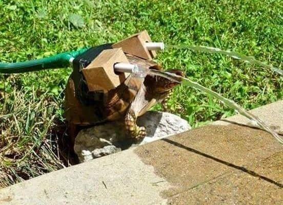 PokemonGo_Rioja's tweet image. Cuando por fin capturas a un Blastoise, pero es PC 70.