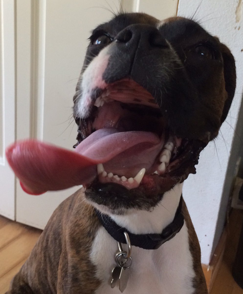 jgrgrymusic's tweet photo. #VoxFace "I love your new song THIS much pops" https://t.co/ByMUbnwfqN